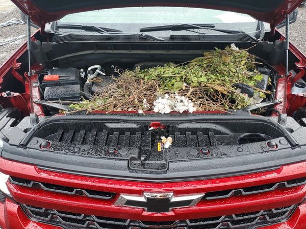 2025 CHEVROLET SILVERADO RST — Engine bay